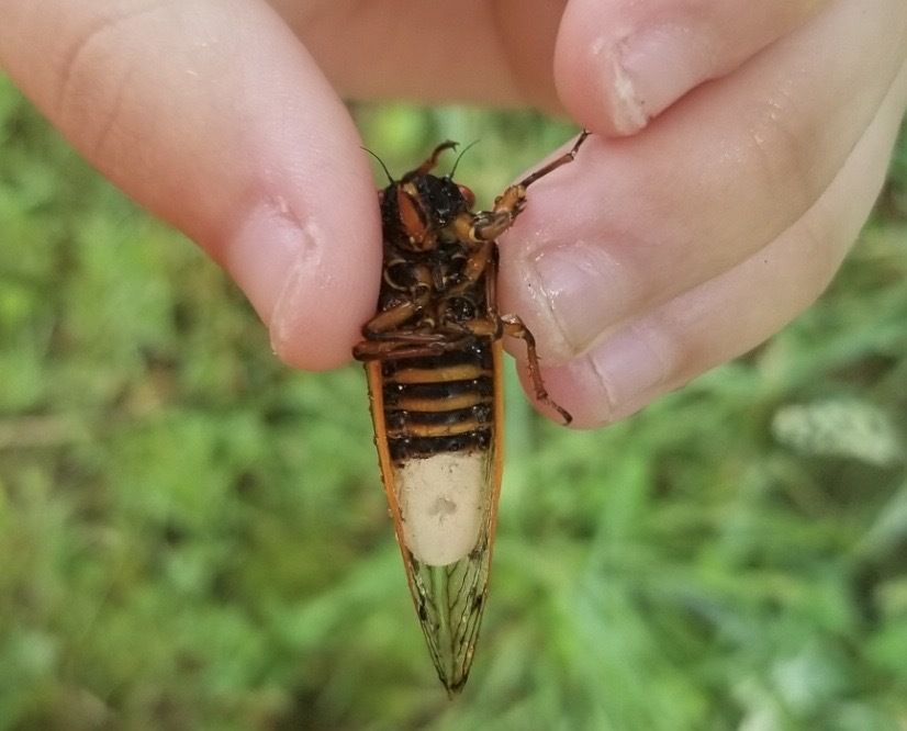 cicada fungus
