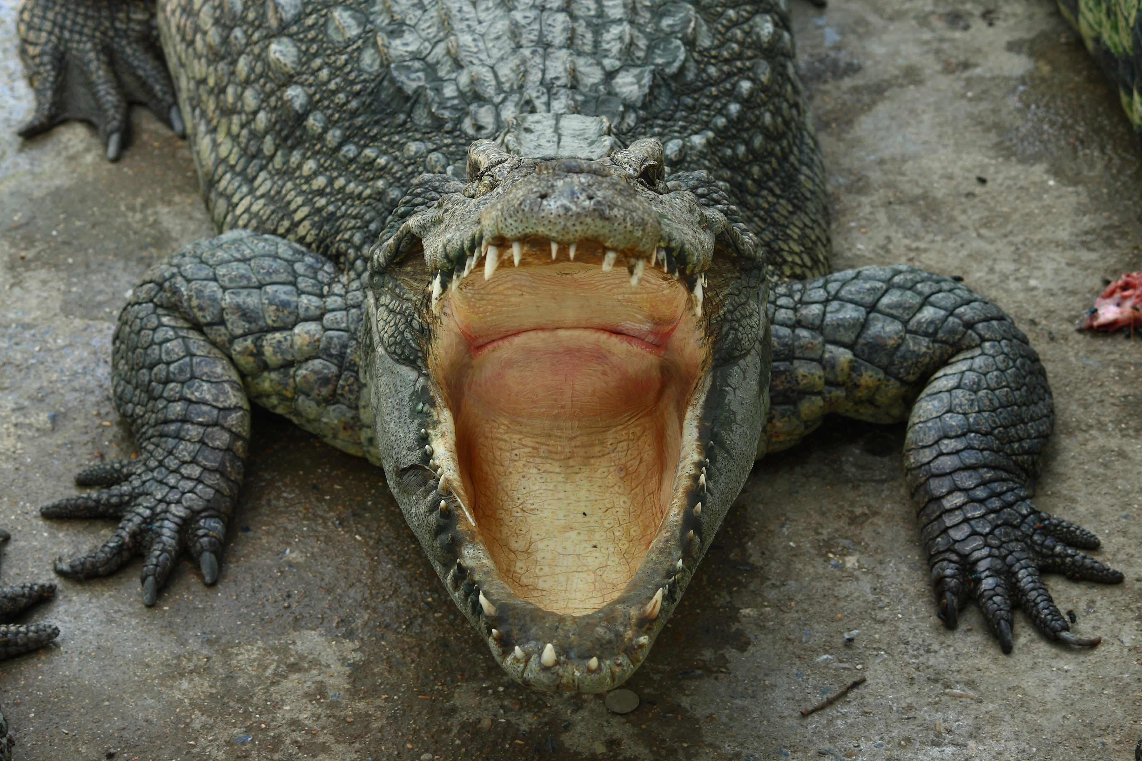 crocodile