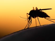 Researchers are using AI to monitor malaria-spreading mosquitos in Africa