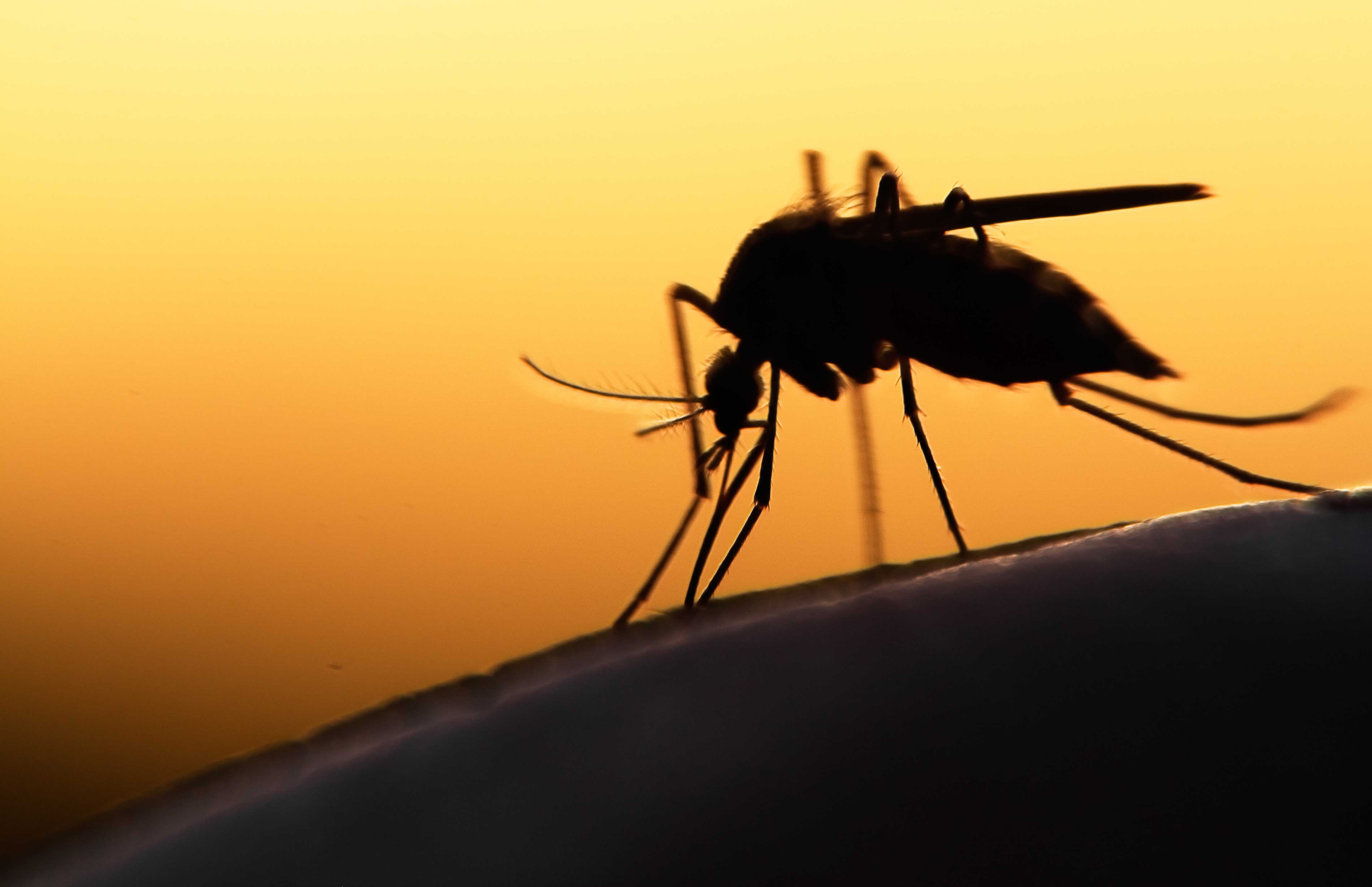 Scientists tricked mosquitoes into delivering vaccines to humans