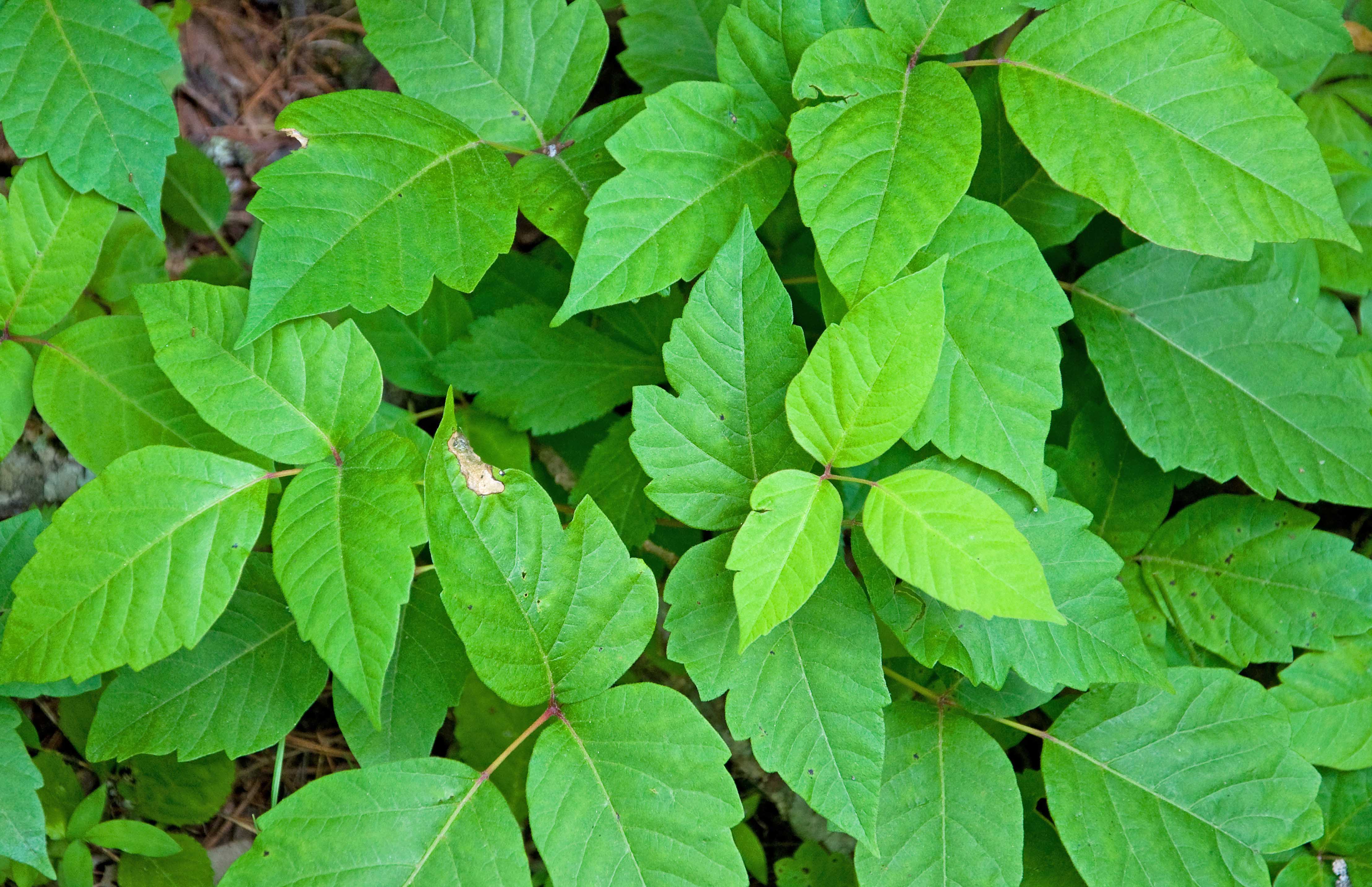 Does Having Poison Ivy Affect Baby Development?