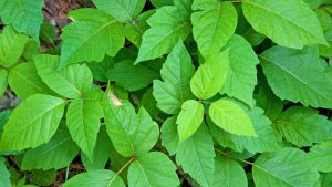 poison ivy poison ivy