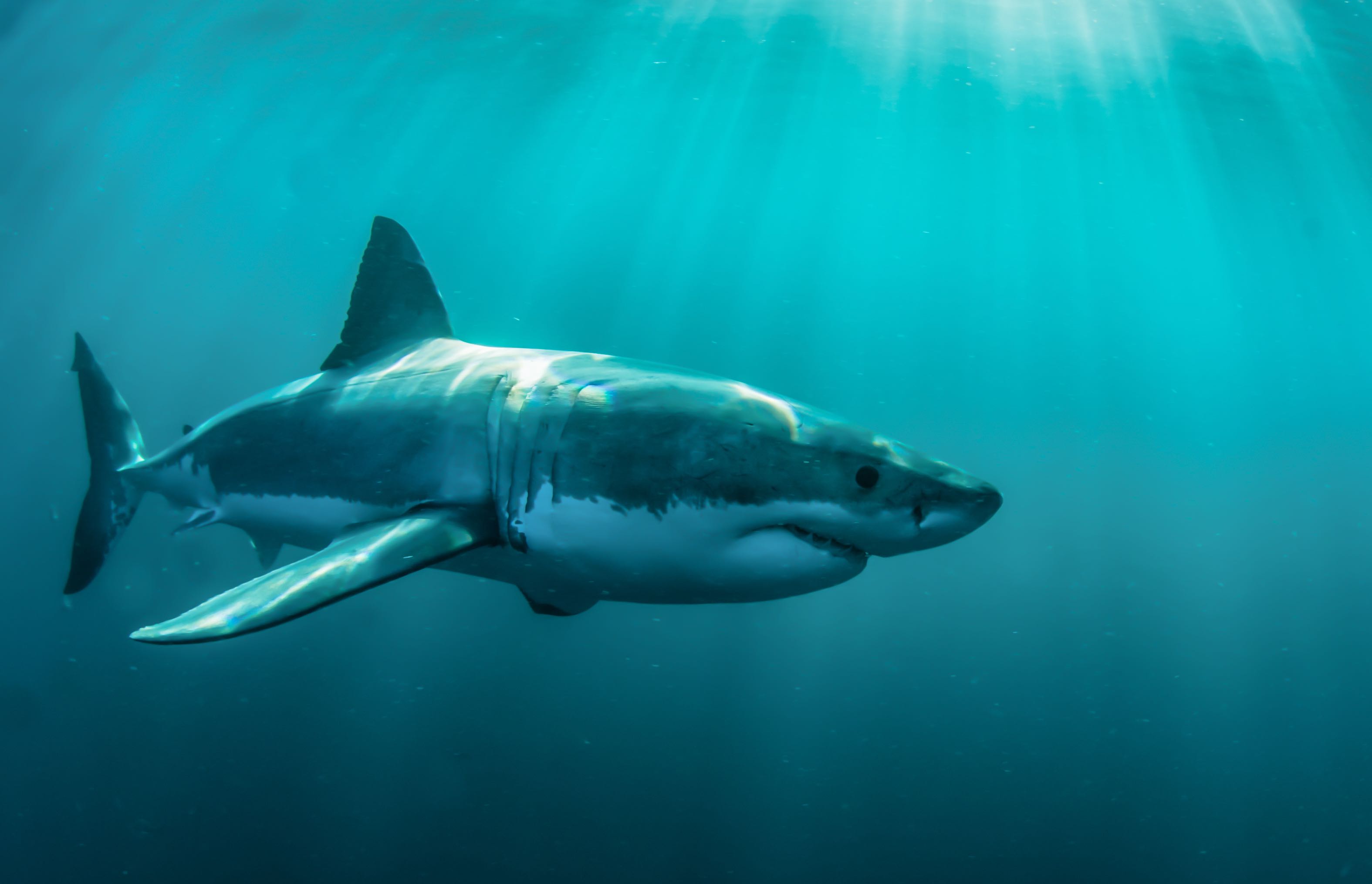 There are a lot of places scientists would expect to find sharks in the ocean. Inside the bubbling cavern of an active marine volcano definitely isn