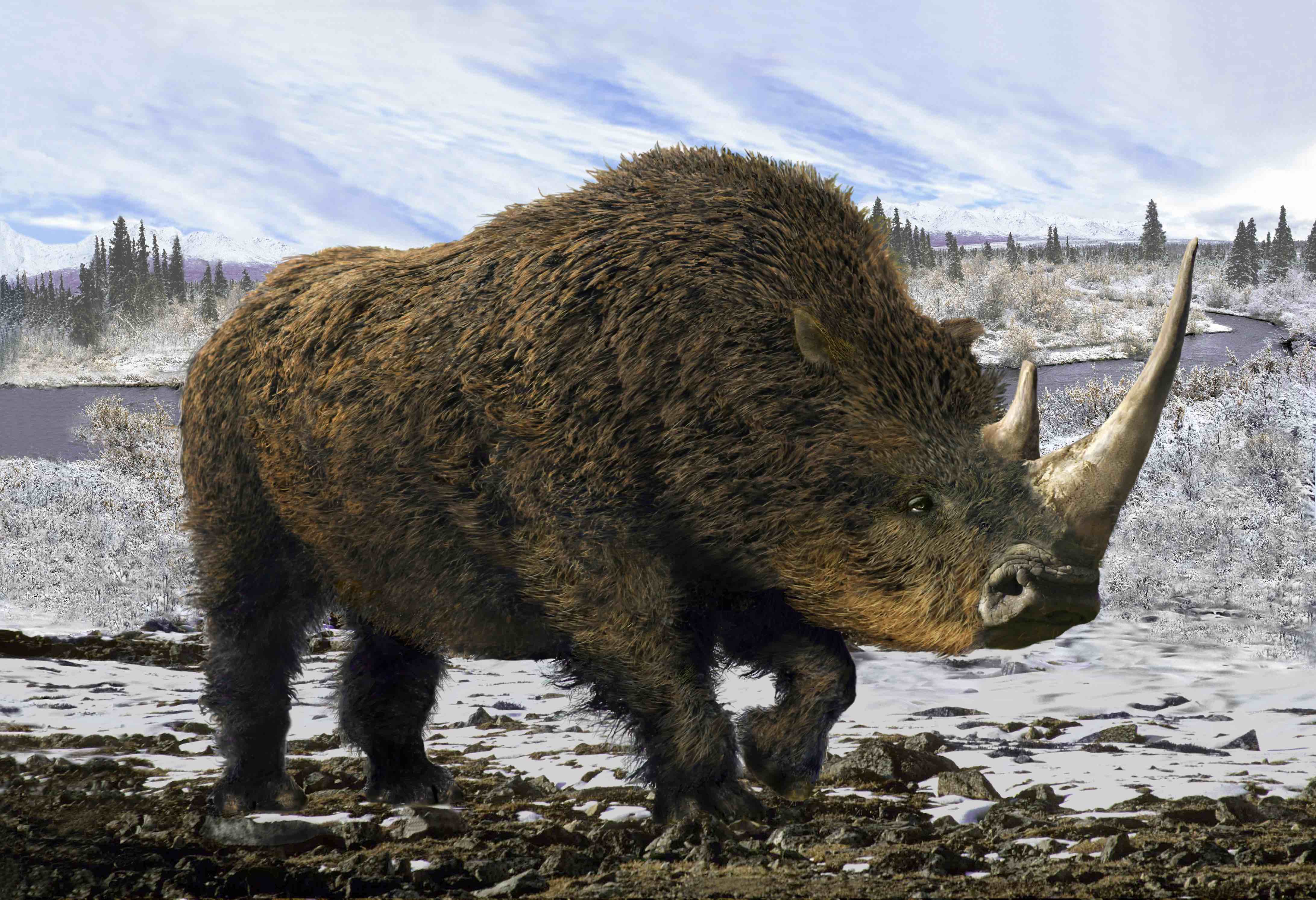 Good news: Humans aren't responsible for woolly rhino extinction