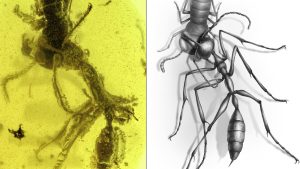 hell ant hell ant