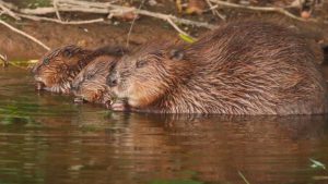 england beavers