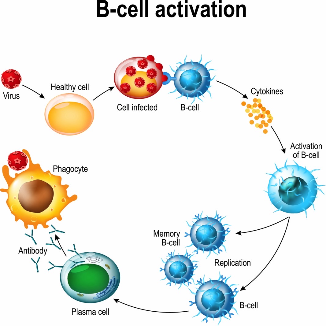 New Studies Reveal Very Good News About Coronavirus Immunity