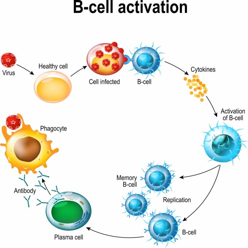 Coronavirus B Cells