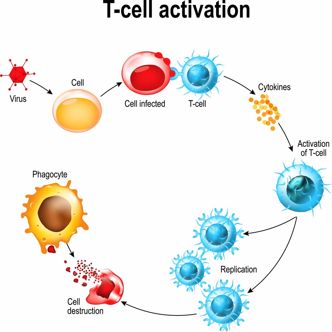 New Studies Reveal Very Good News About Coronavirus Immunity