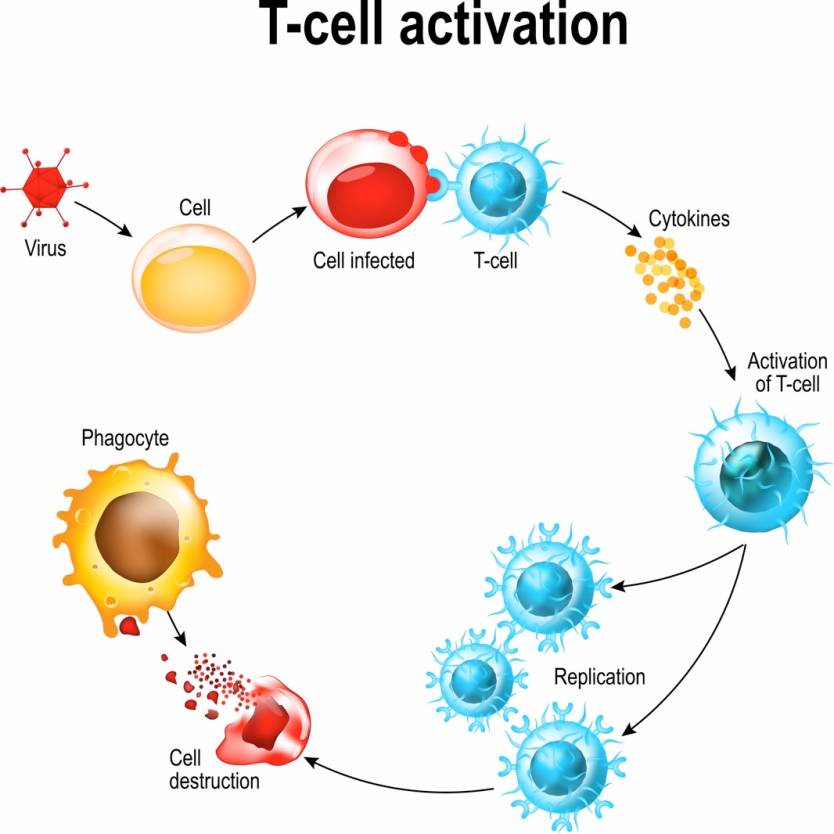 Coronavirus T Cells