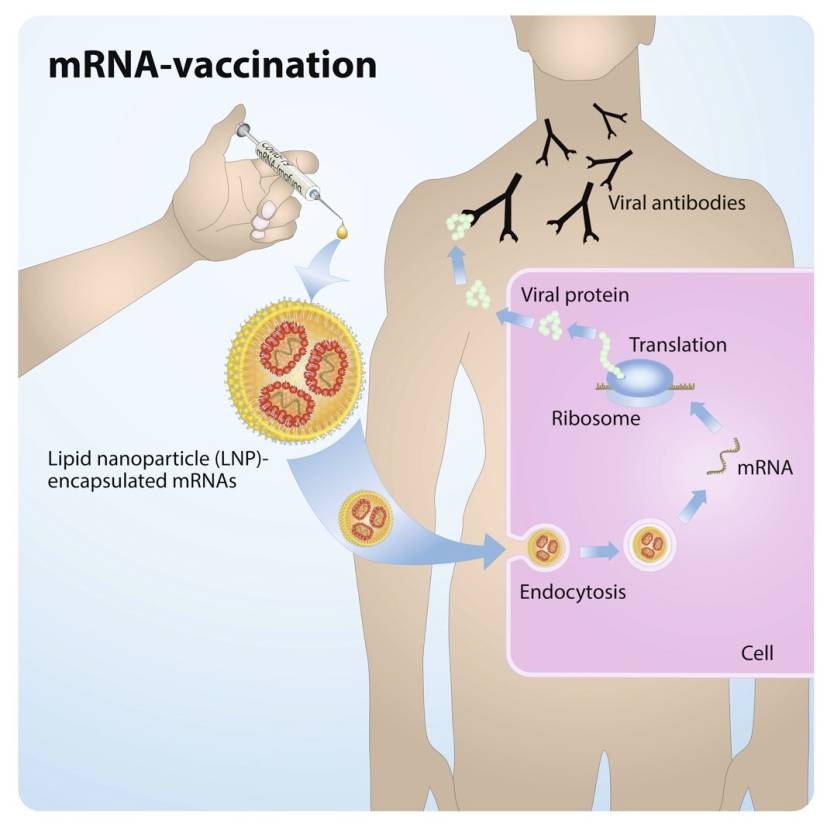 Coronavirus mRNA vaccine