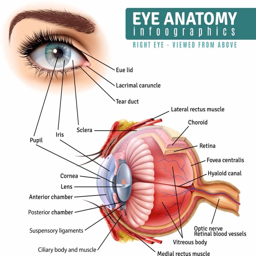 Eye Anatomy