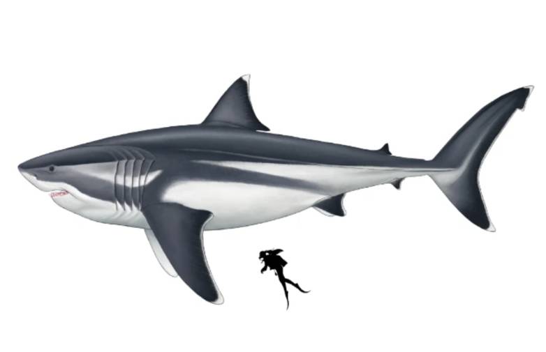 New measurements reveal the true size of the massive megalodon shark – BGR