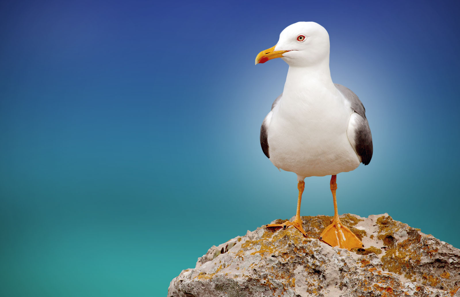 Theres A Simple Way To Get Seagulls To Leave Your Food Alone Bgr 2399