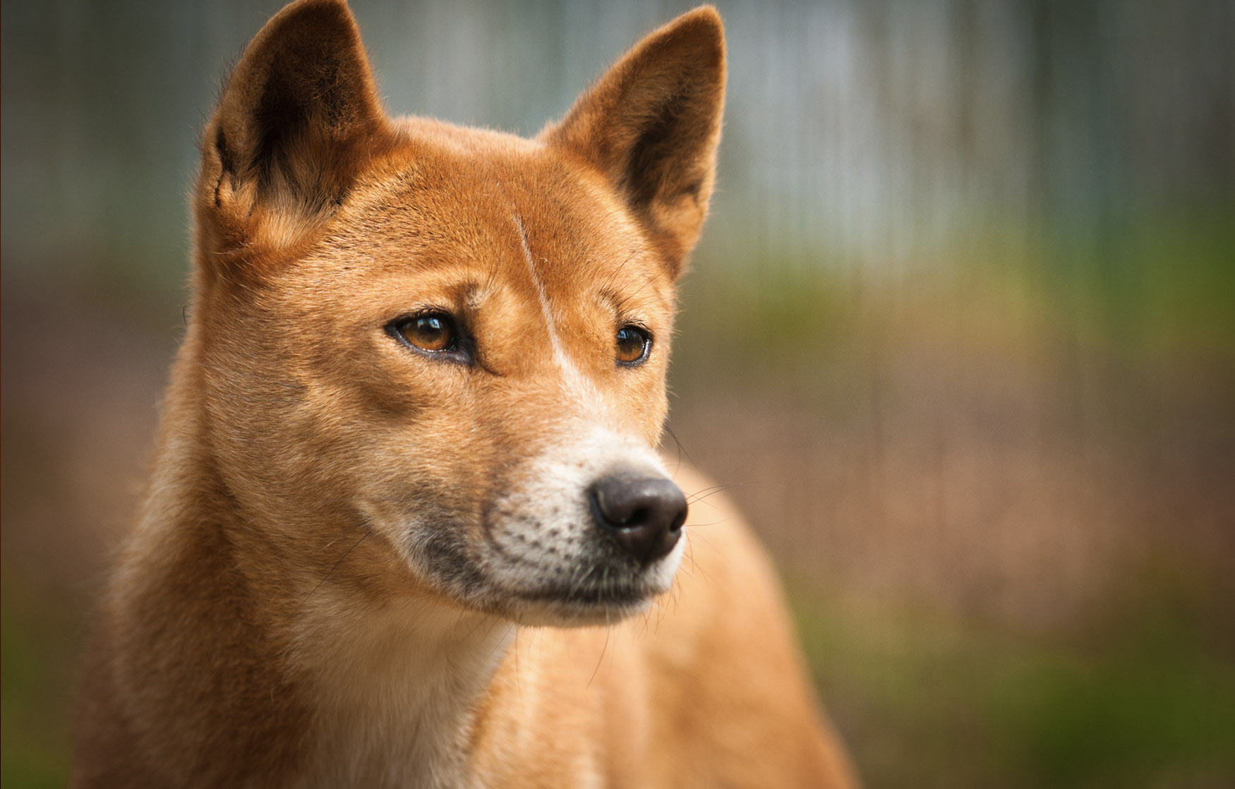 Once thought extinct, the New Guinea singing dogs are back - BGR