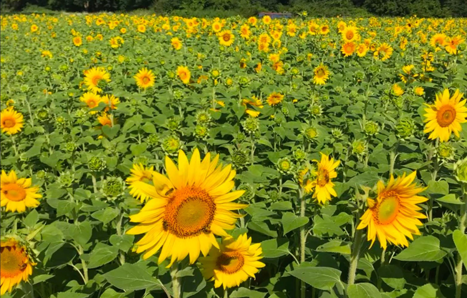 Researchers can turn flowers into food using ultrasounds