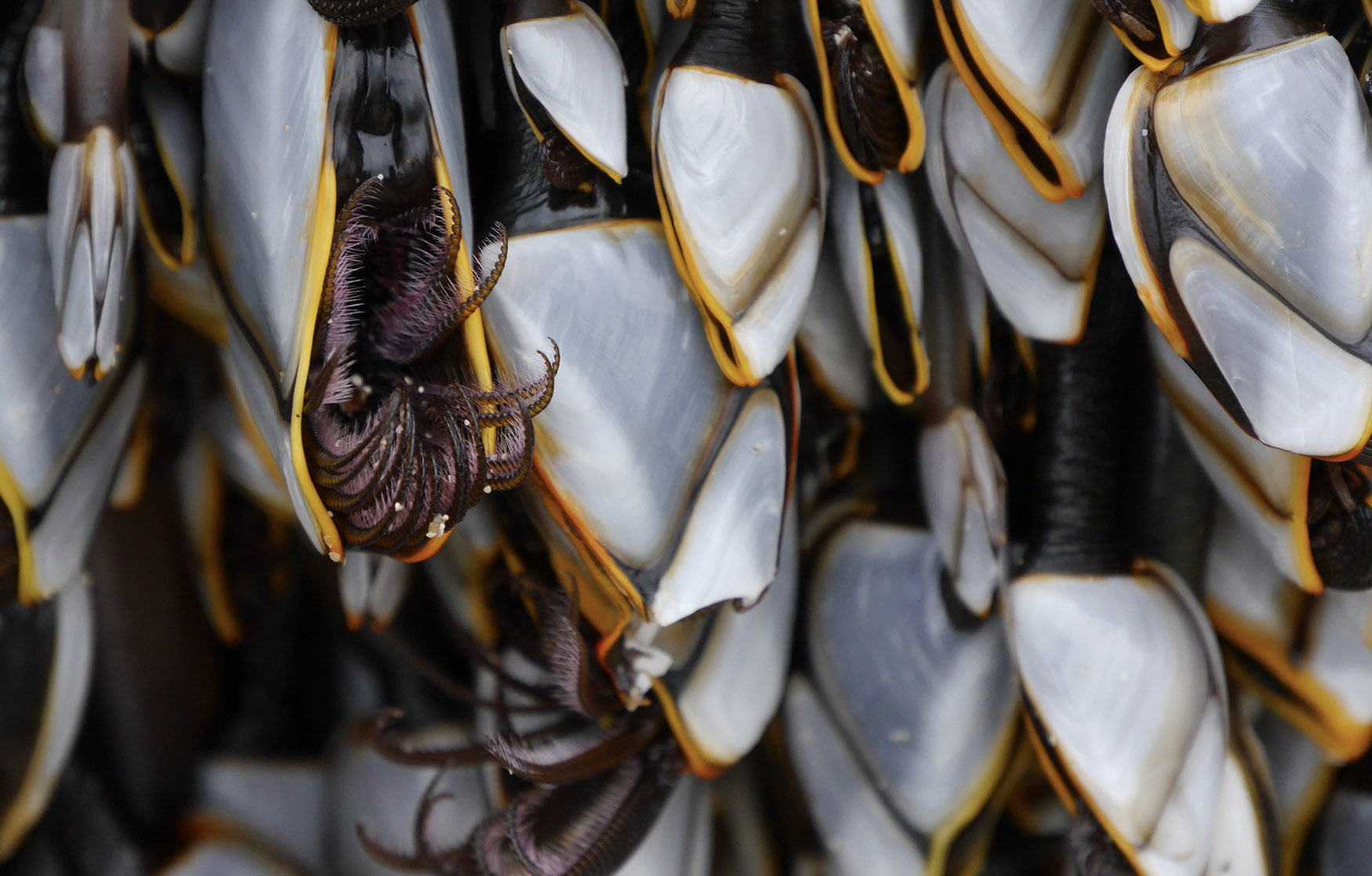 these-barnacles-are-worth-thousands-and-one-family-just-hit-the