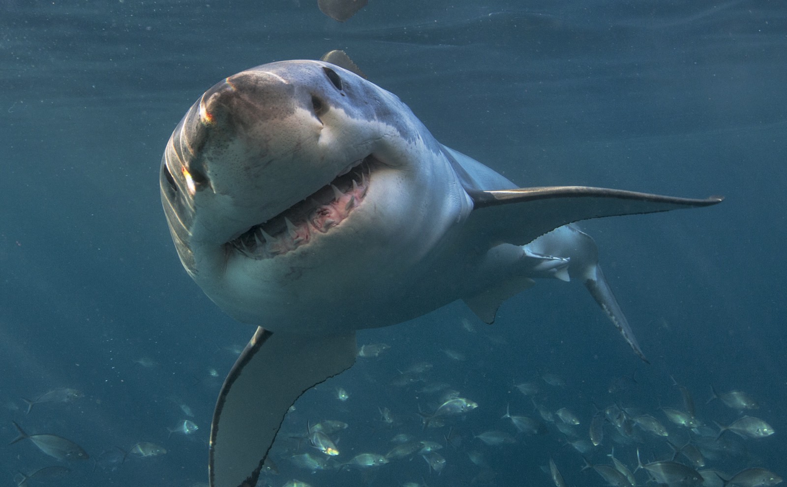 Mutated shark with a 'human face' found by fisherman