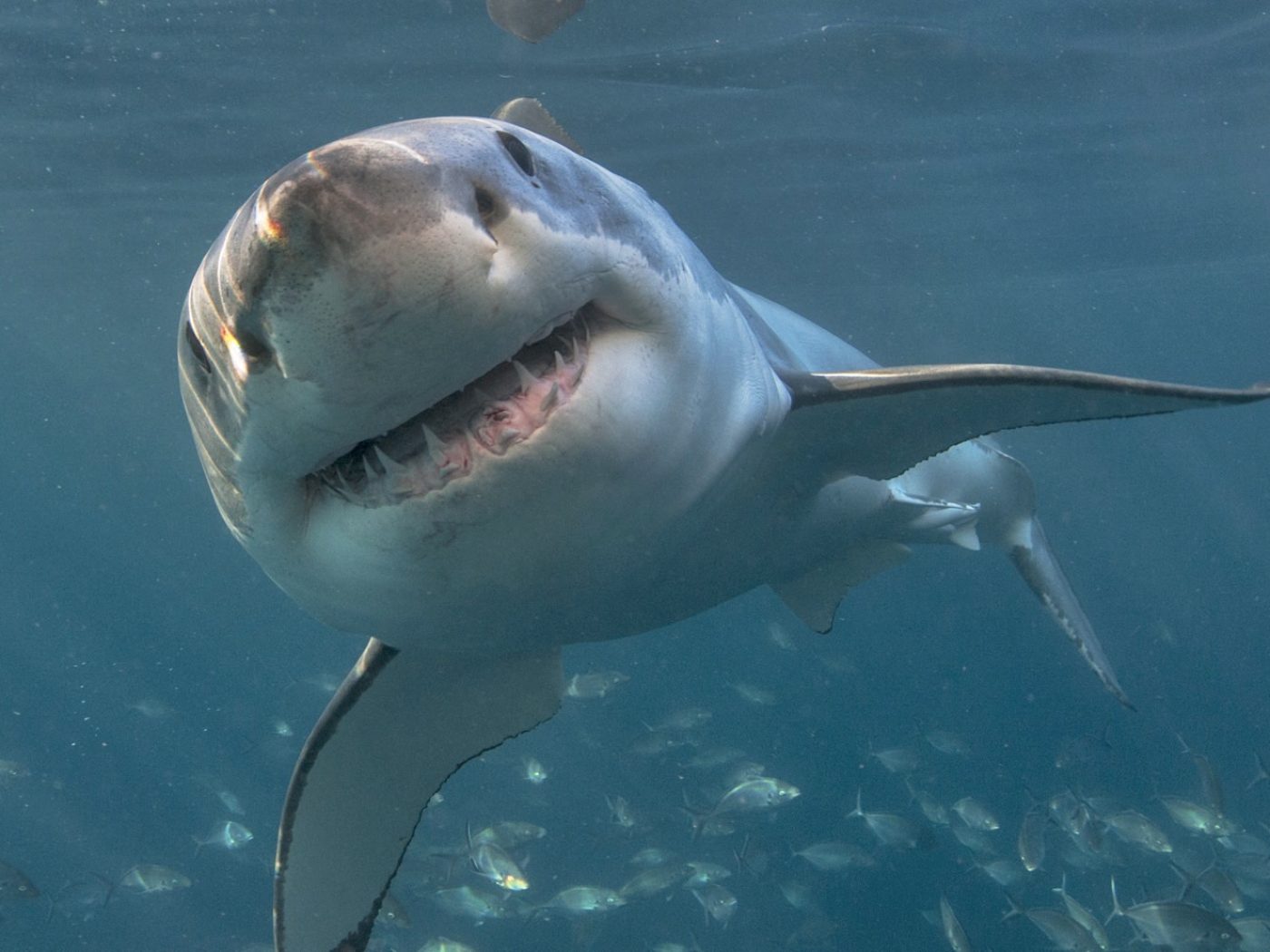 Tracking the Secret Lives of Great White Sharks