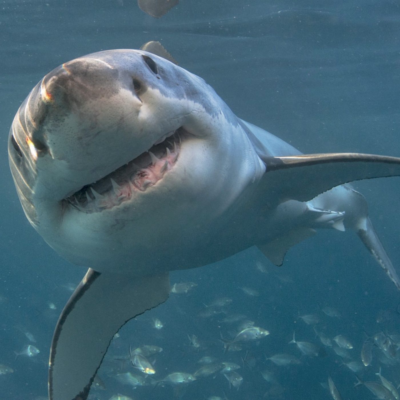 Great white may have secret social lives make them more terrifying