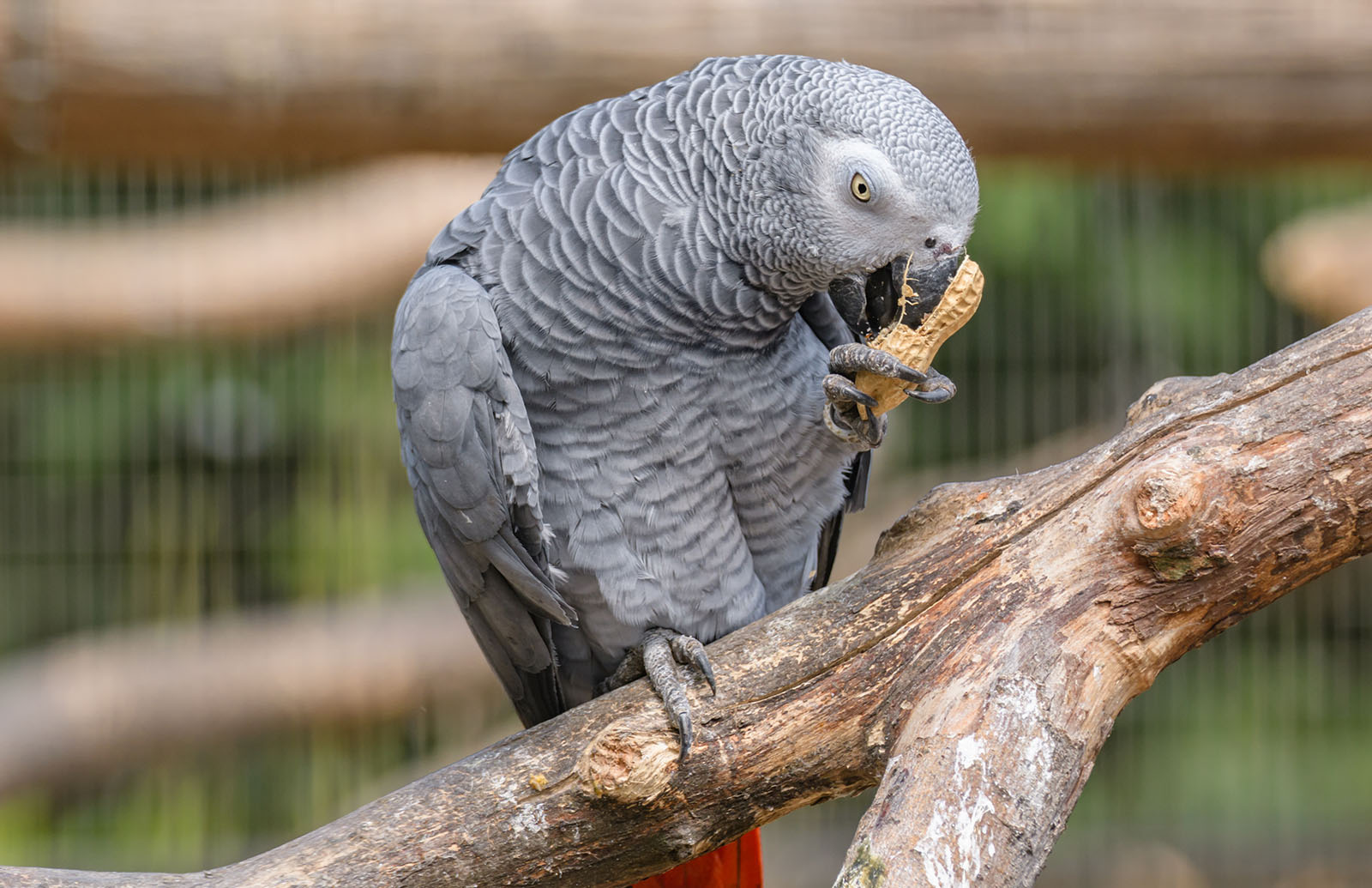 parrots in uk zoo swearing