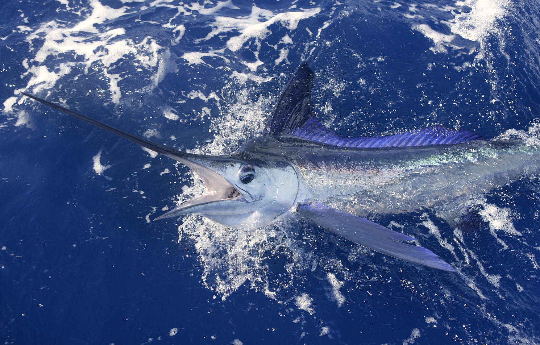 Swordfish are killing sharks on a regular basis, apparently - BGR