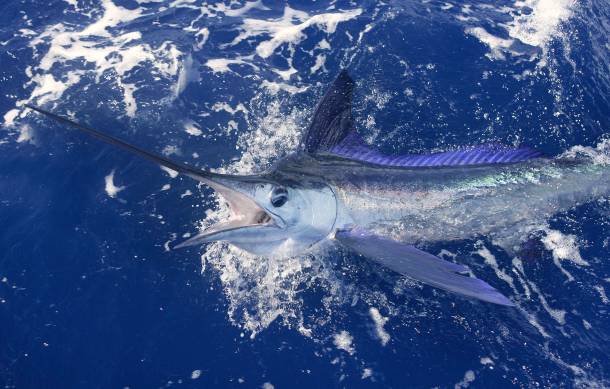 swordfish shark attack