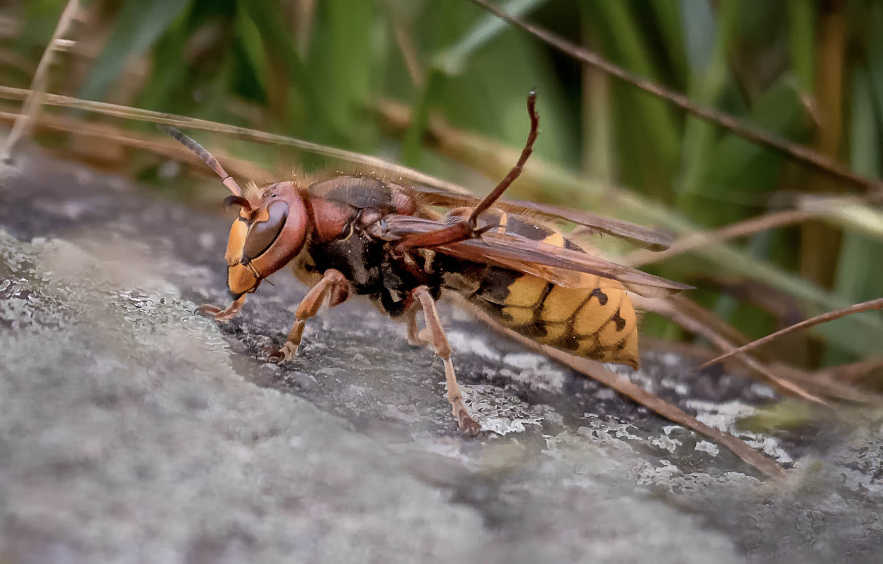 It’s Now The ‘slaughter Phase’ For Invasive ‘murder Hornets’ | BGR