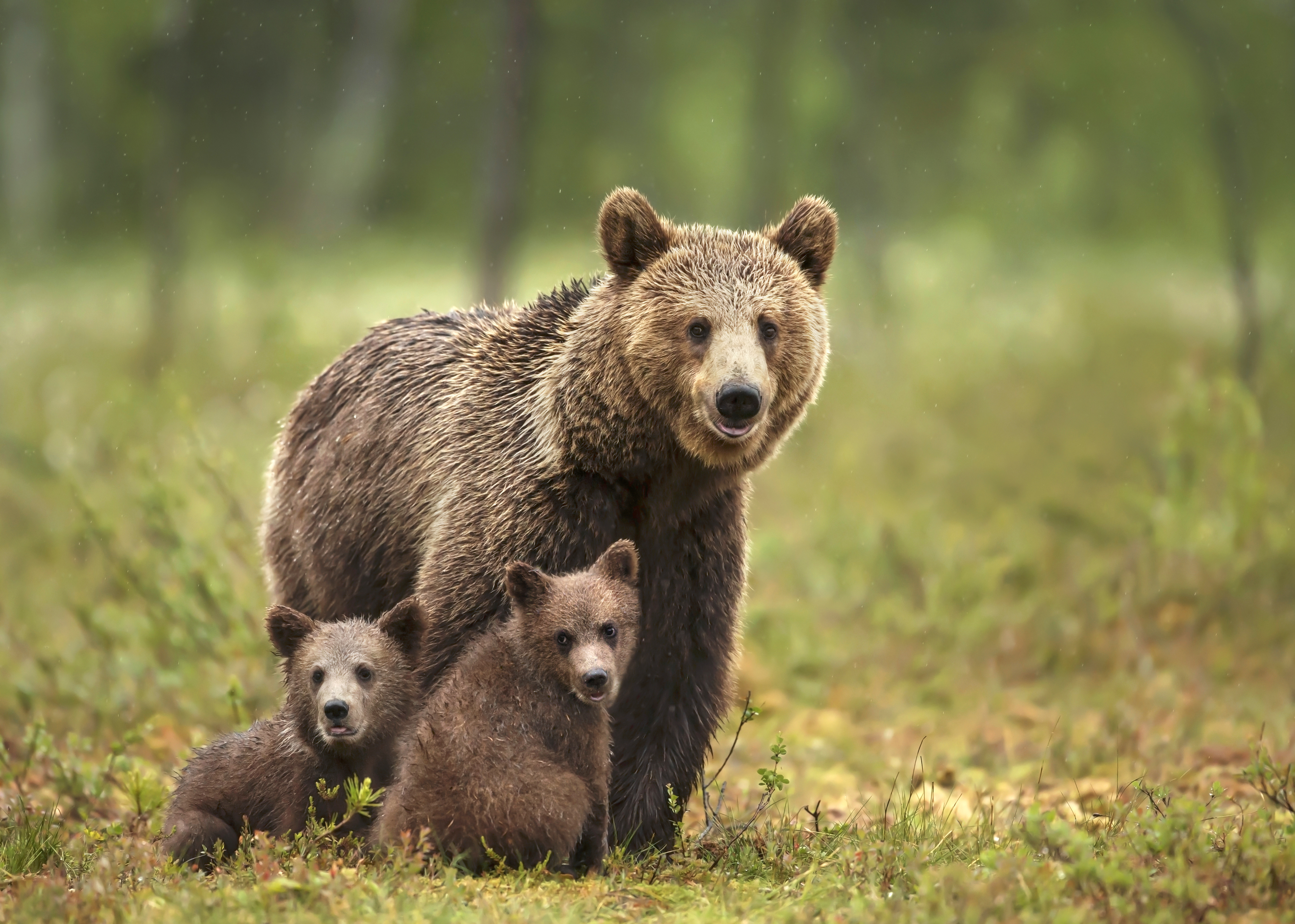 winsetta bear