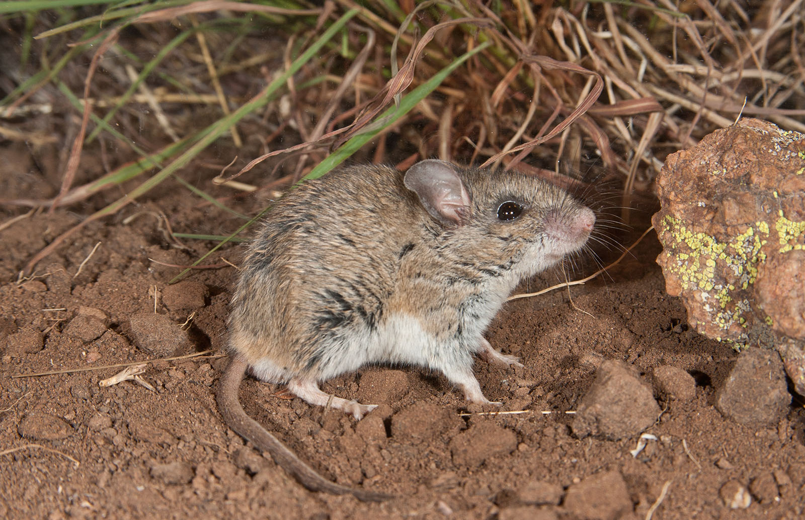 deer mouse