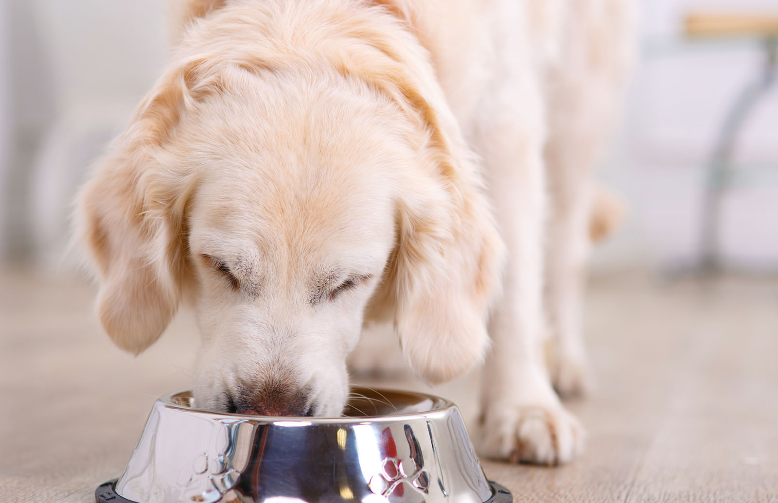 Purina wants you to feed your dog bugs here s why