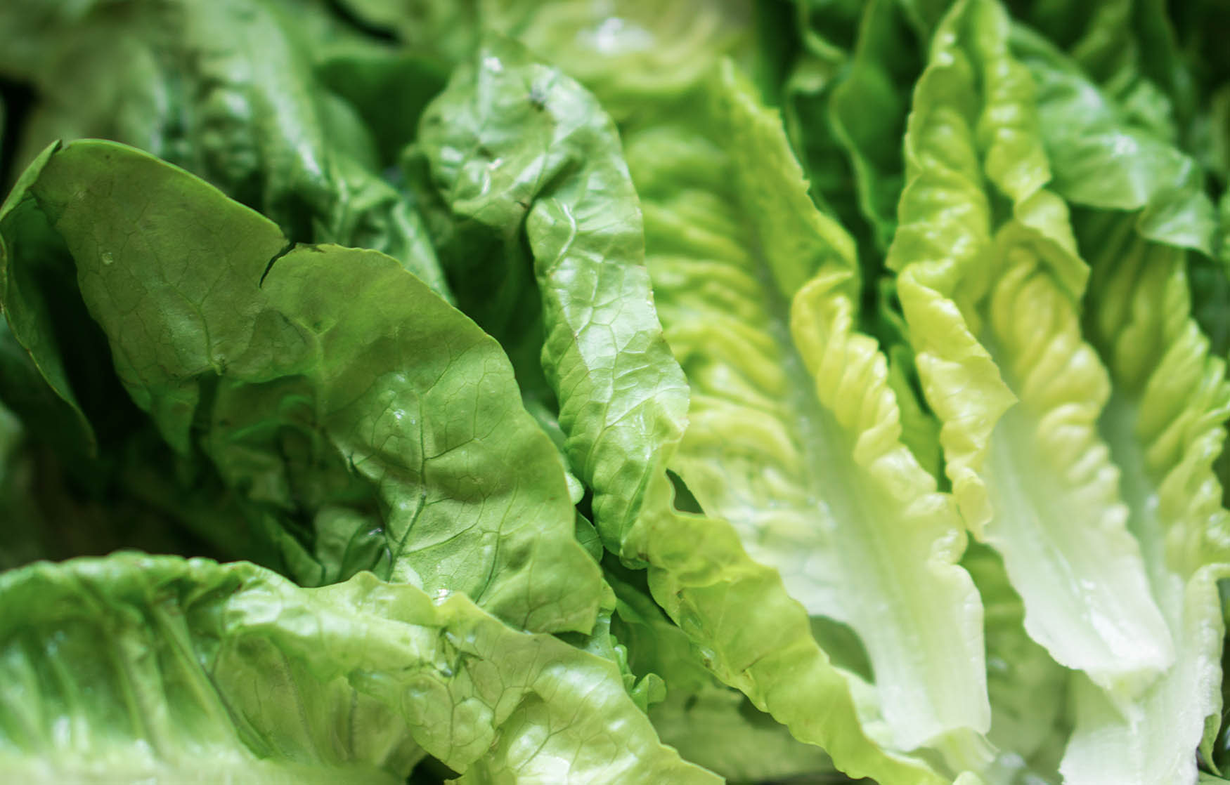 E. coli fears spark yet another lettuce recall throw out lettuce from