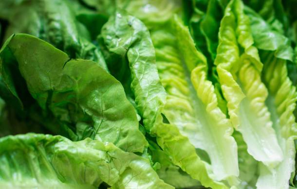 How To Keep Lettuce Fresh Longer