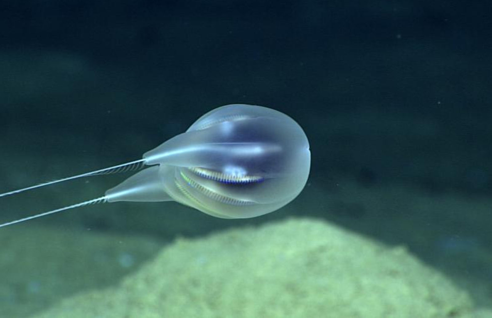 comb jelly