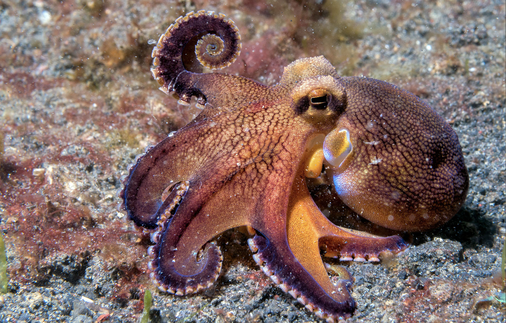 mating blanket octopus