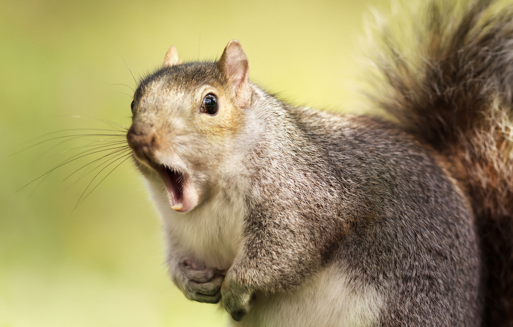 A gang of squirrels is terrorizing people in New York City – BGR