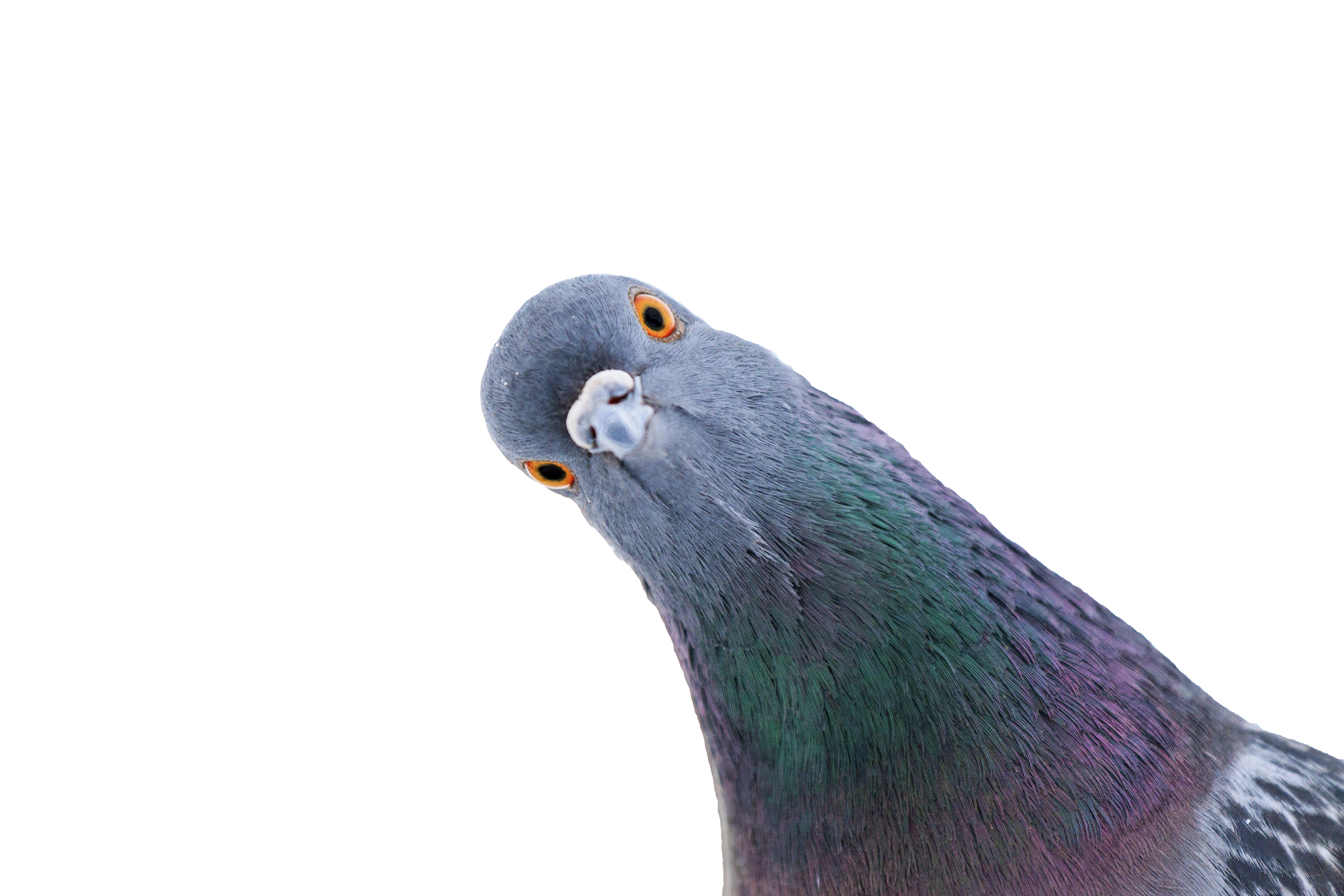 australian pigeon