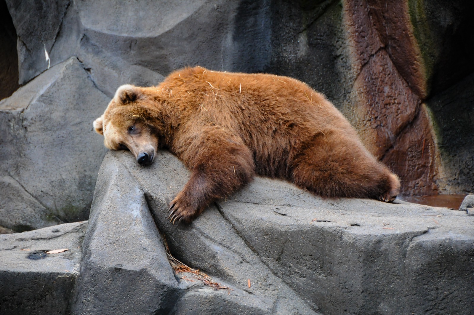 Cancer Cells Can Hibernate Like Bears To Evade Chemotherapy   Bear Hibernating 