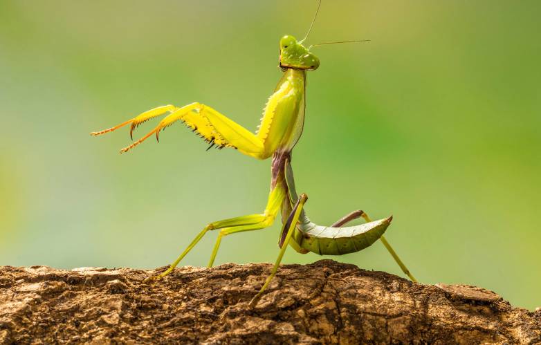 Researchers observed mantis sexual deathmatches… for science – BGR