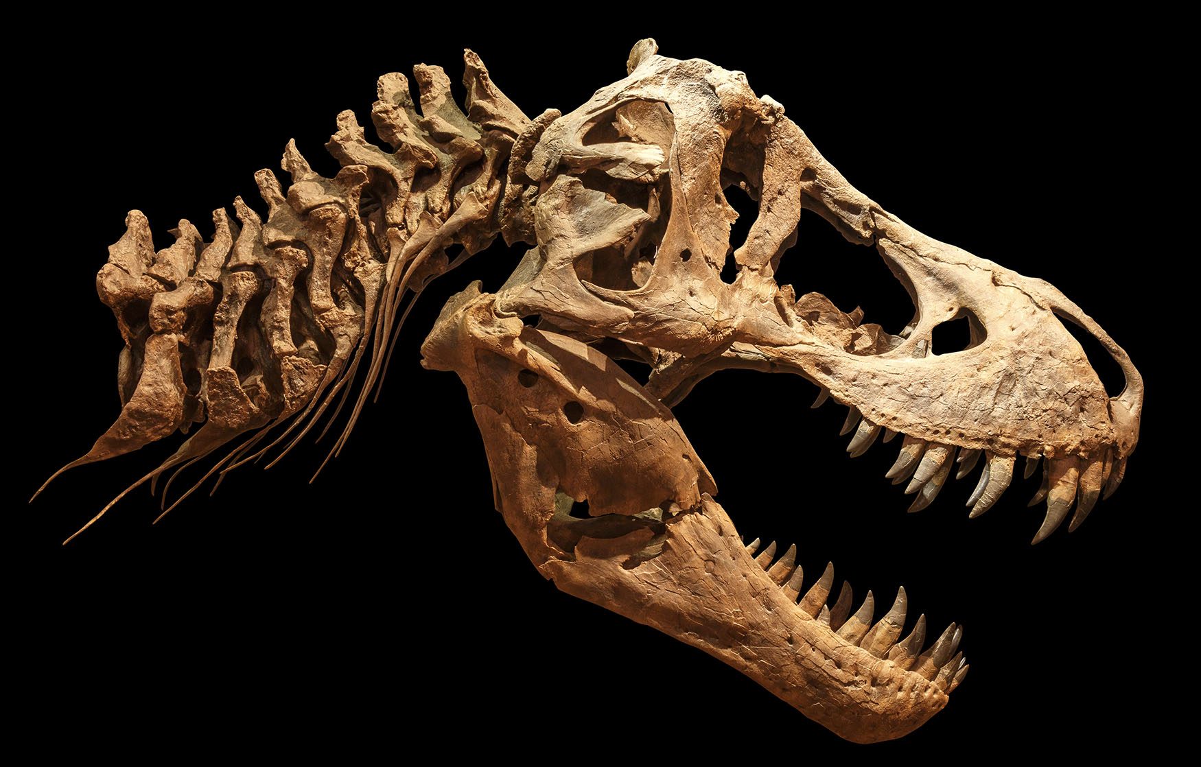 Paleontologists Found A New Dinosaur Species With Tiny T. Rex Arms