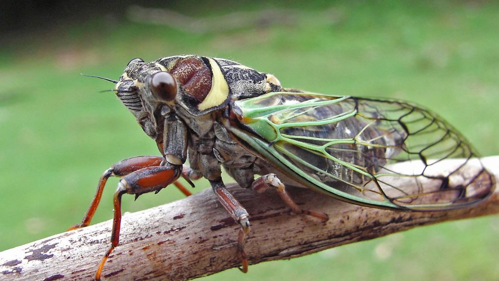 There are so many cicadas near Baltimore that they show up on the