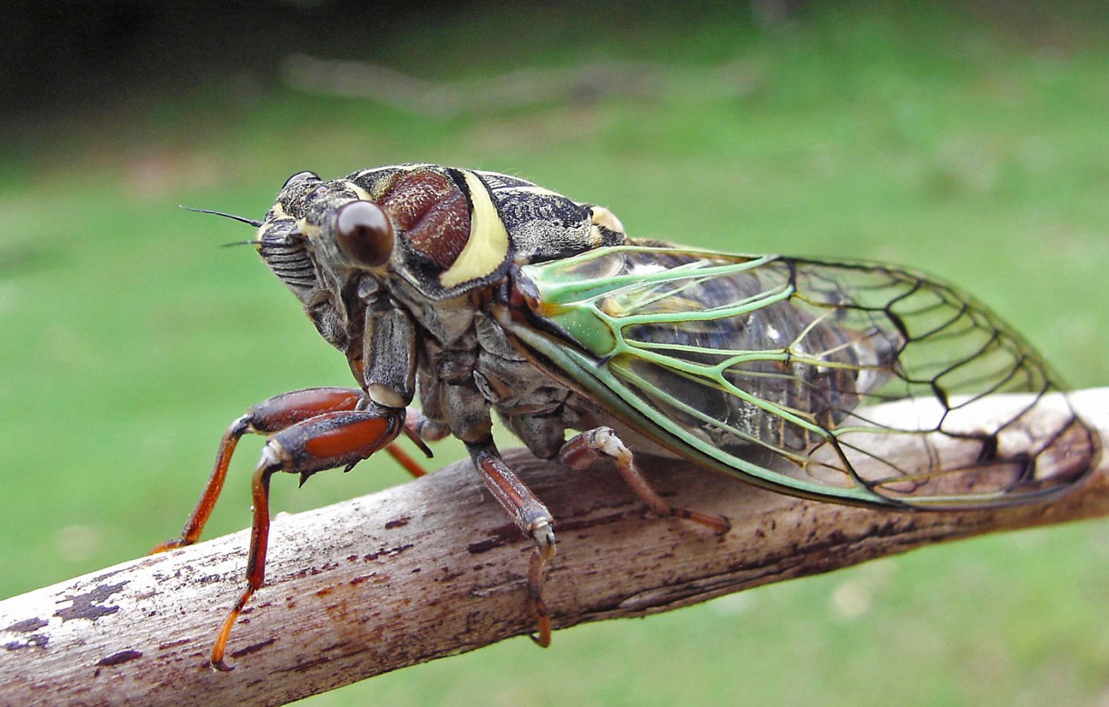 See if you live in one of the 13 US states being invaded by cicadas in 2025
