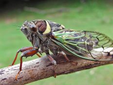 Hordes of zombie cicadas will emerge across the US this month