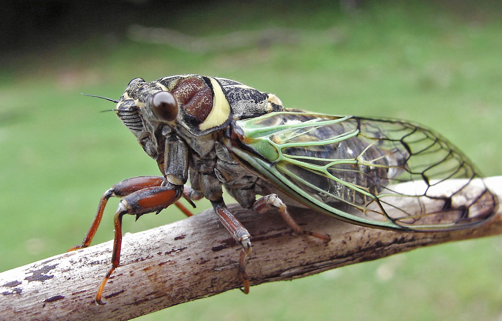 Cicada Broods 2025 Illinois