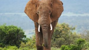 human fur gene elephant