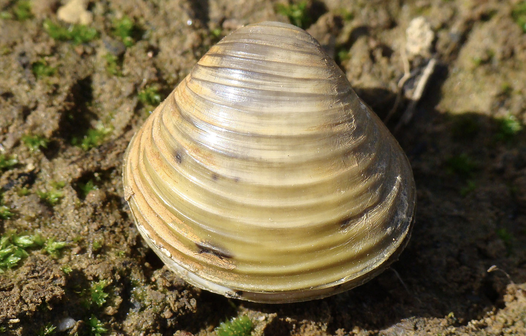 invasive-clams-have-forced-montana-to-drain-an-entire-lake-bgr