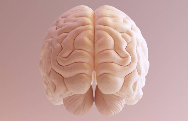 why humans have big brains