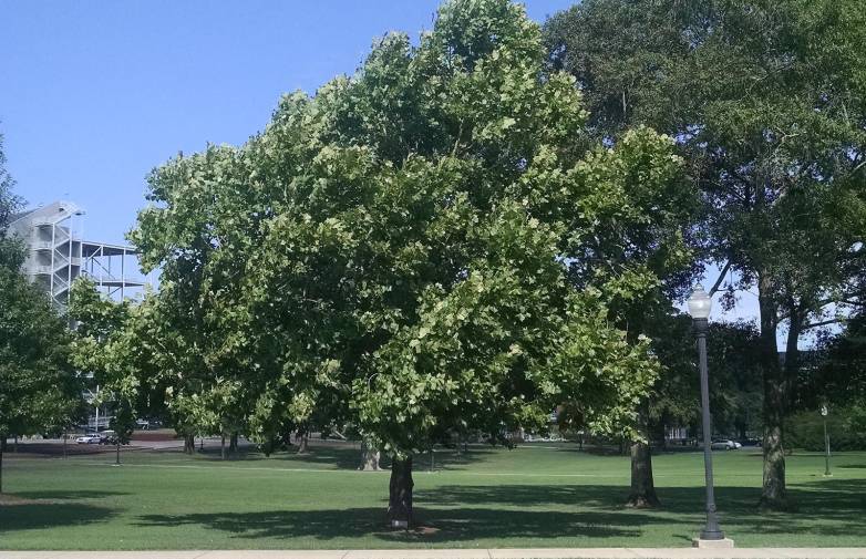 NASA's Moon Trees are all over the United States - here's ...