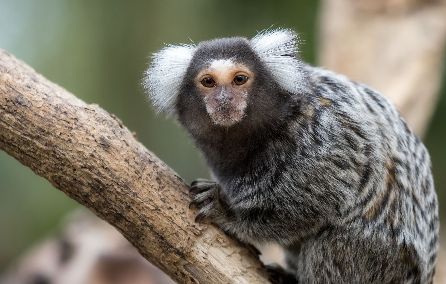 common marmoset monkey