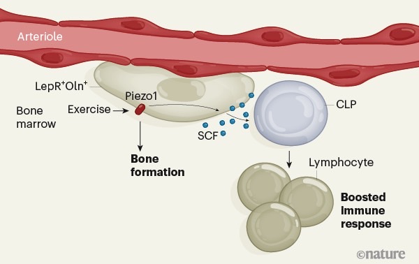 Exercise Boosts Immune System